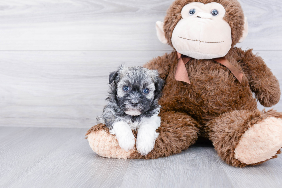 Havanese Pup Being Cute
