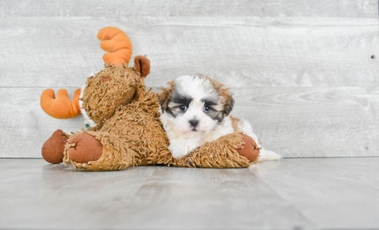 Happy Teddy Bear Baby