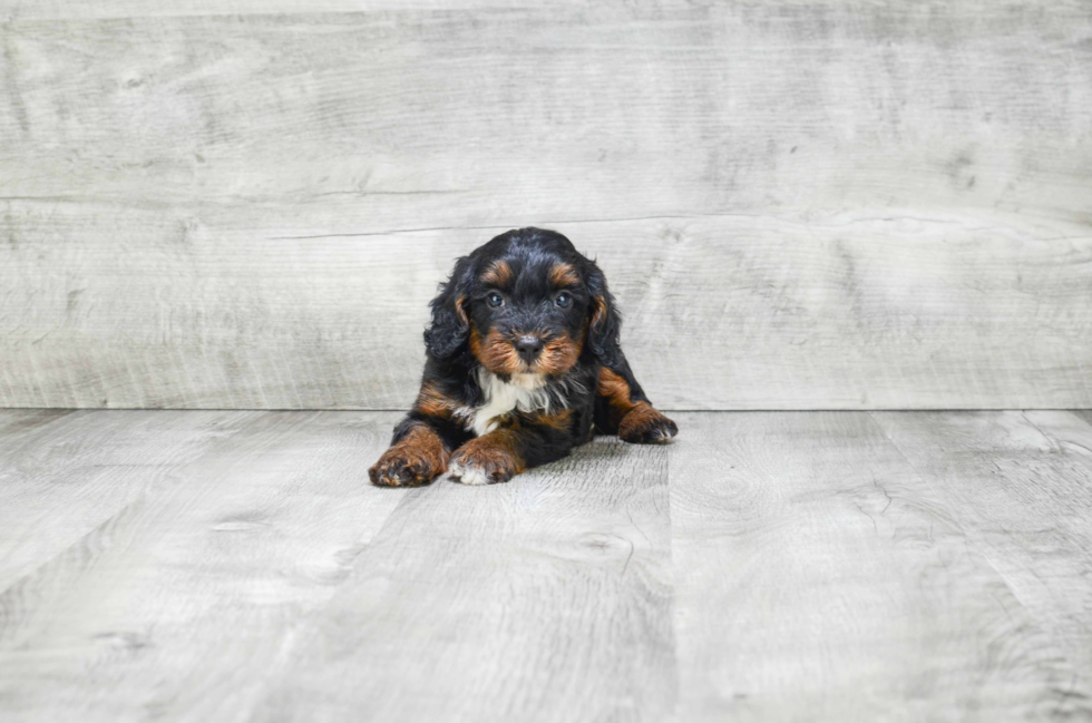 Little Bernadoodle Poodle Mix Puppy