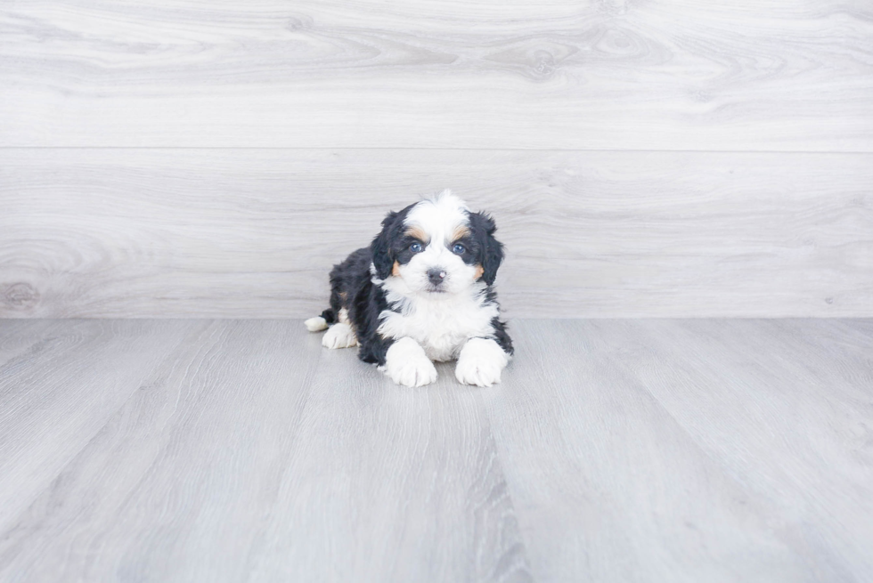 Mini Bernedoodle Puppy for Adoption