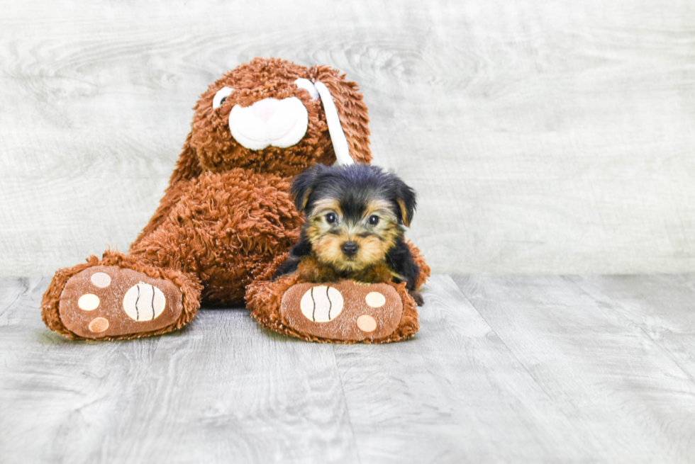 Meet Bella - our Yorkshire Terrier Puppy Photo 