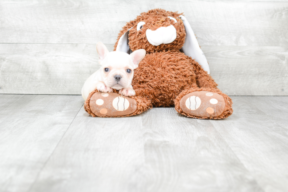 Energetic Frenchie Purebred Puppy