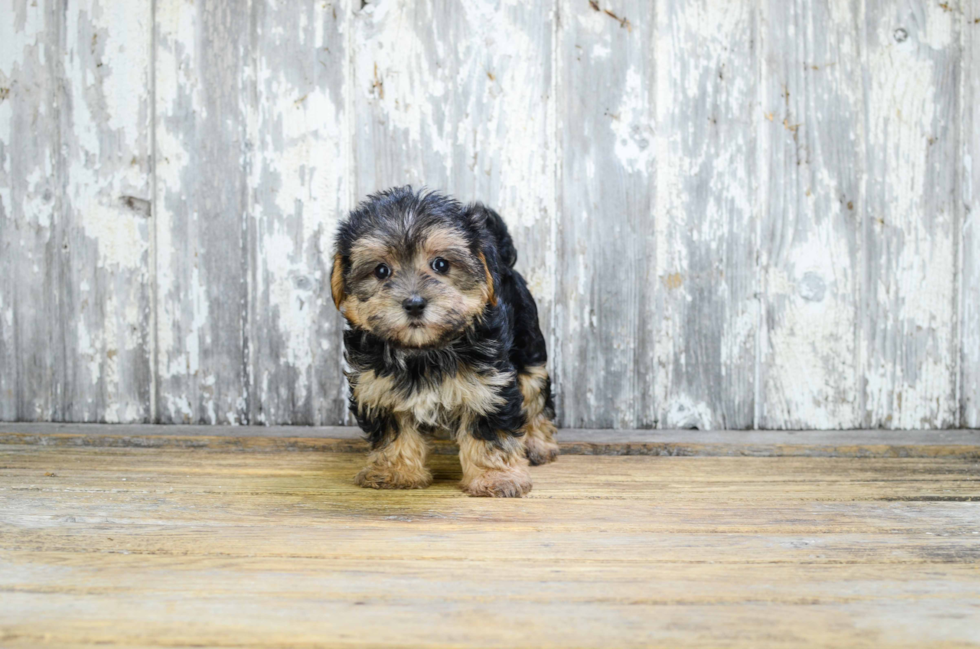 Best Morkie Baby