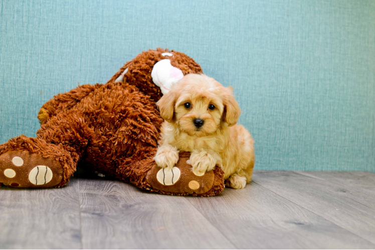 Best Cavapoo Baby