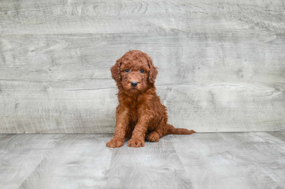 Mini Goldendoodle Pup Being Cute