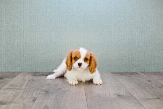 Best Cavalier King Charles Spaniel Baby