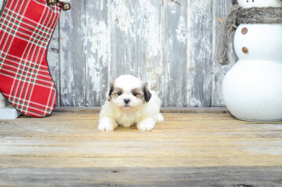 Cute Teddy Bear Baby