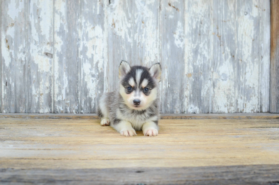 Adorable Mini Husky Designer Puppy