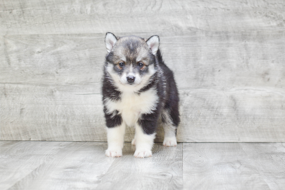 Funny Pomsky Designer Pup