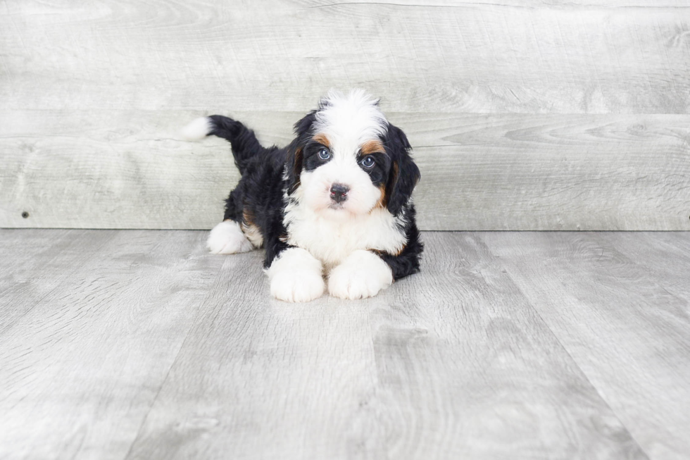 Little Mini Berniedoodle Poodle Mix Puppy