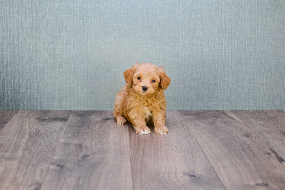 Mini Goldendoodle Puppy for Adoption