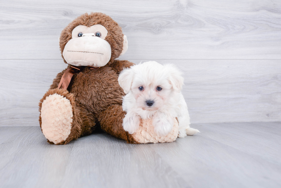 Petite Maltipoo Poodle Mix Pup