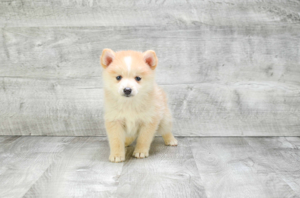 Pomsky Pup Being Cute