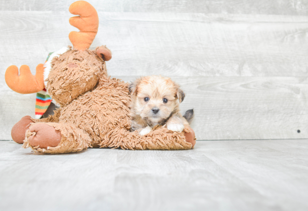 Friendly Morkie Baby