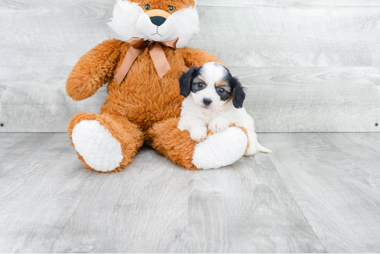 Playful Cavalier Designer Puppy
