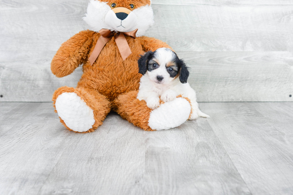 Playful Cavalier Designer Puppy