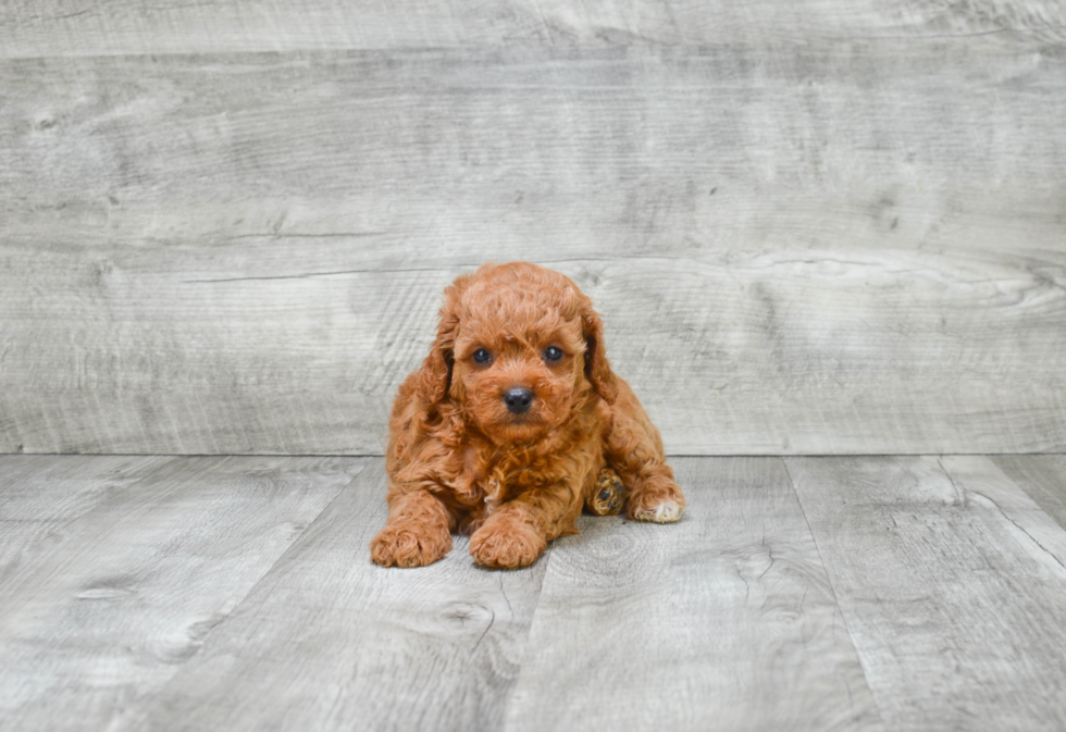 Best Cavapoo Baby