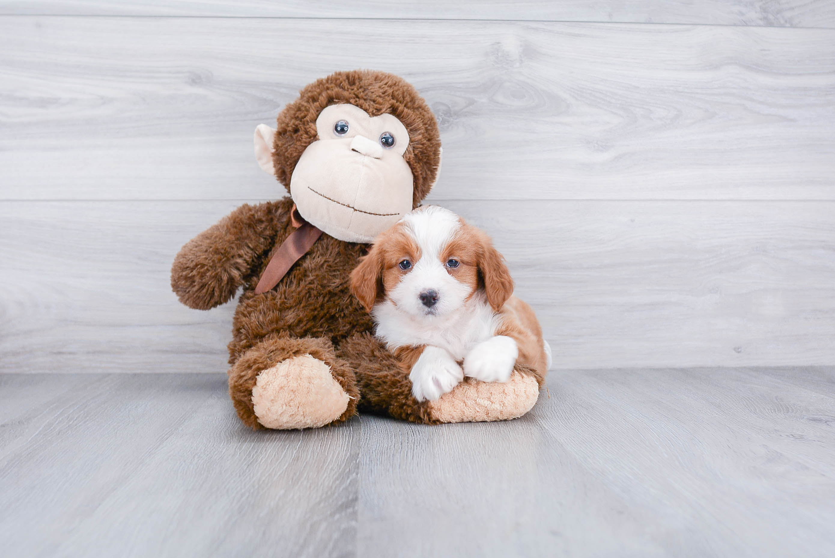 Mini Bernedoodle Puppy for Adoption