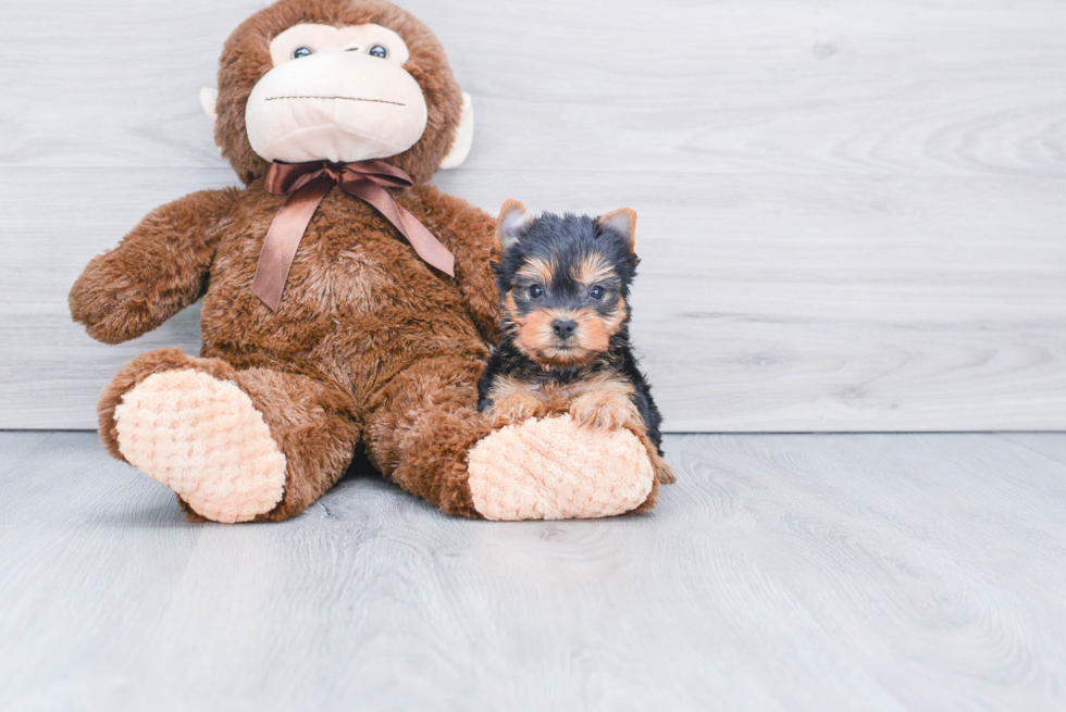 Meet Roscoe - our Yorkshire Terrier Puppy Photo 