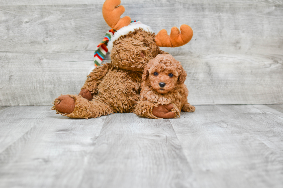 Funny Cavapoo Poodle Mix Pup