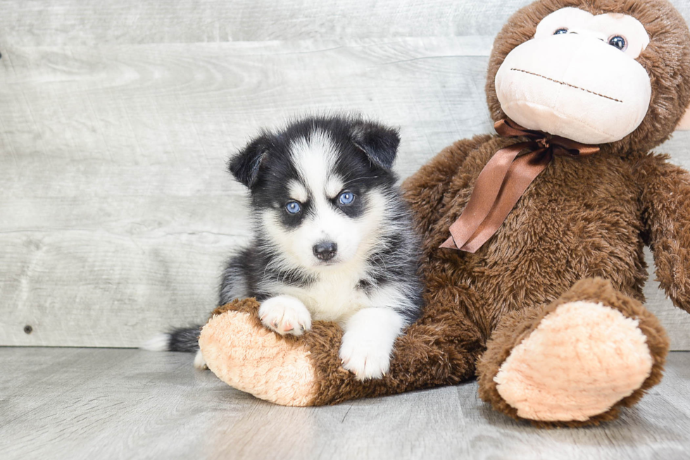 Pomsky Puppy for Adoption