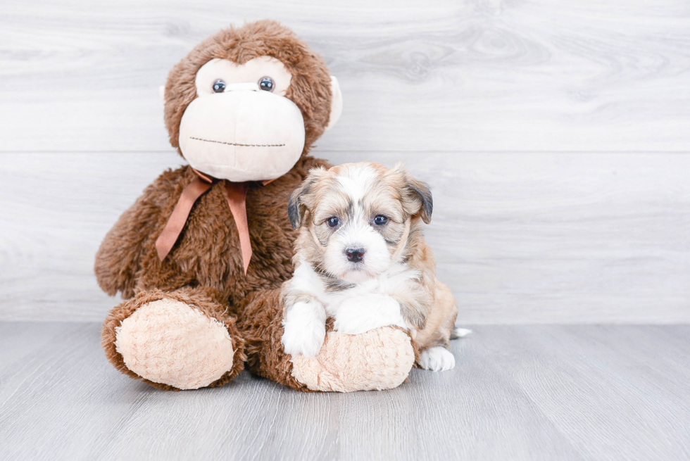 Popular Havanese Baby