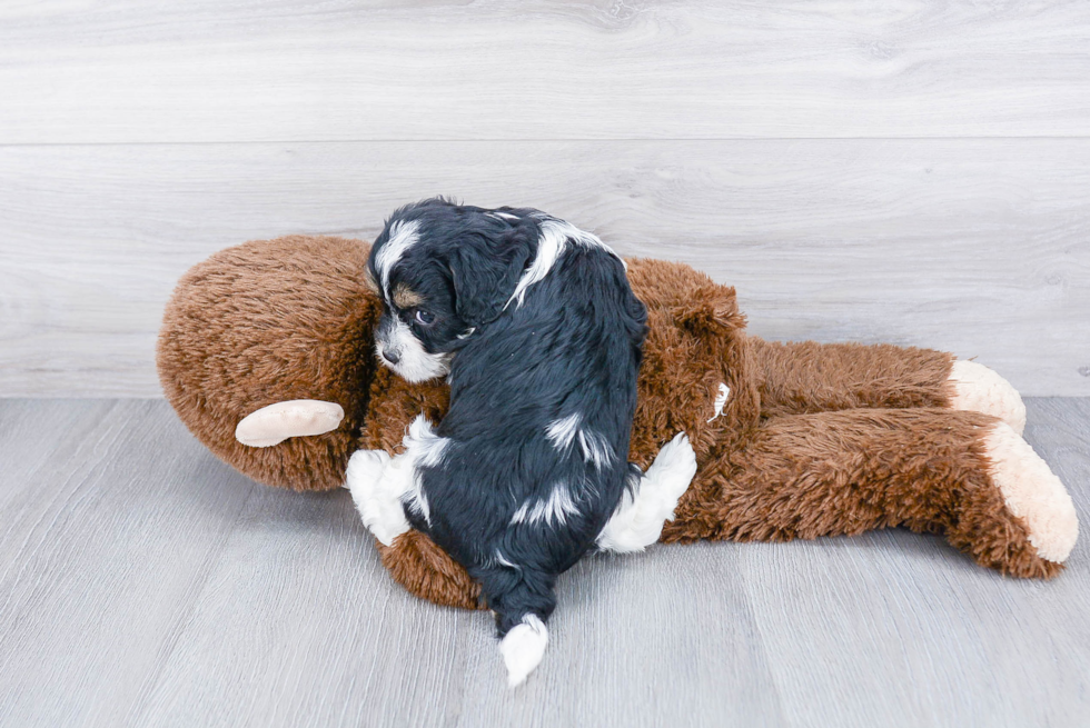 Playful Cavoodle Poodle Mix Puppy