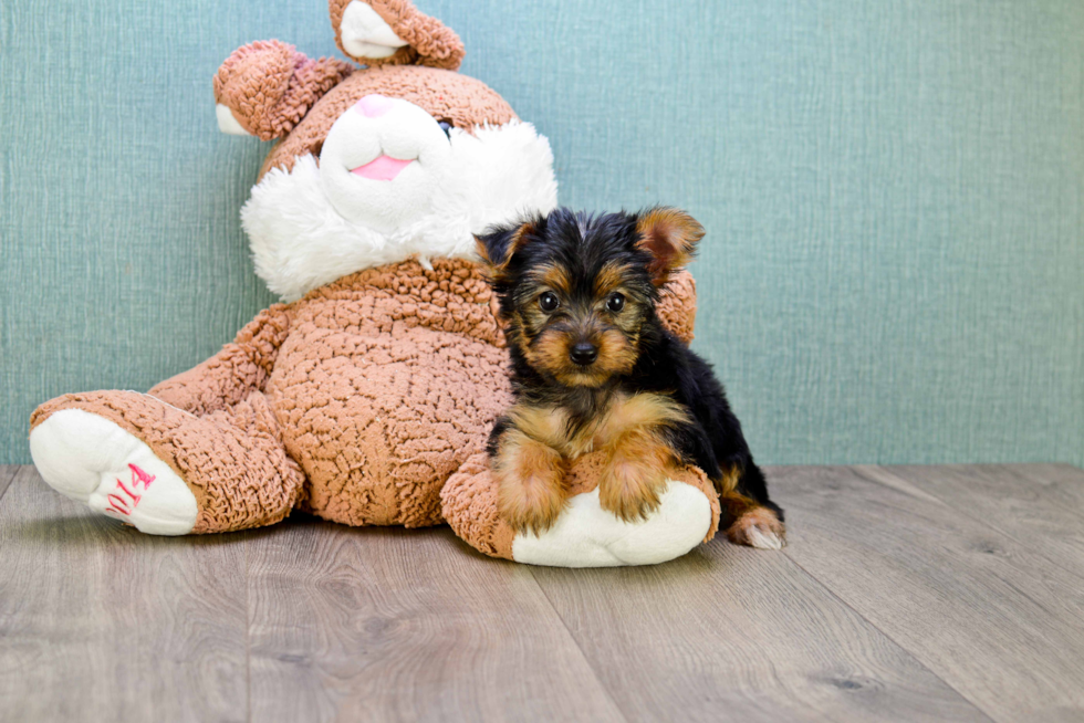 Meet Lisa - our Yorkshire Terrier Puppy Photo 