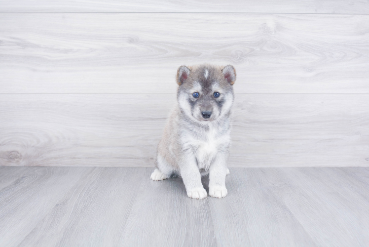 Friendly Pomsky Baby