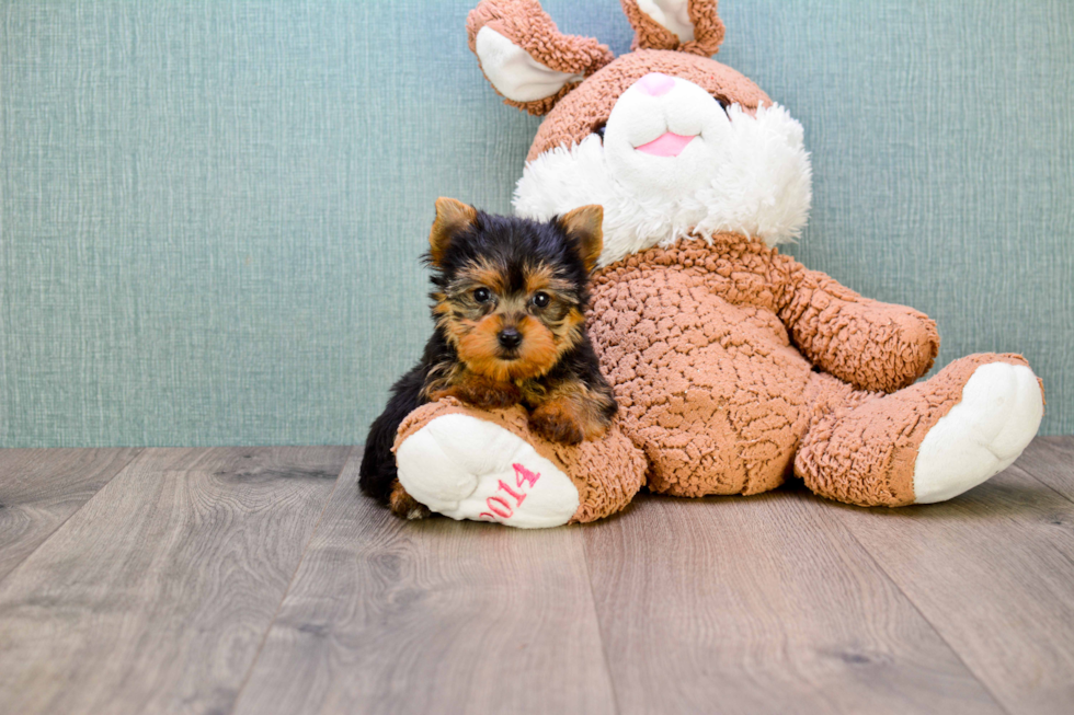 Meet Tinkerbell - our Yorkshire Terrier Puppy Photo 