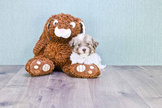 Popular Havanese Baby