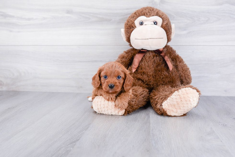 Best Cavapoo Baby