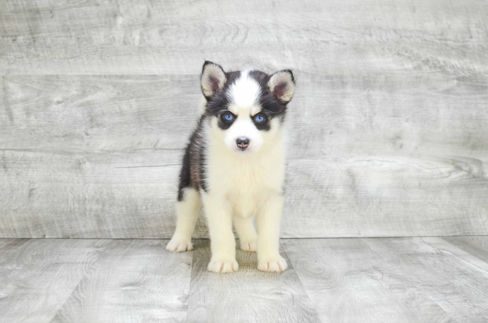 Pomsky Puppy for Adoption