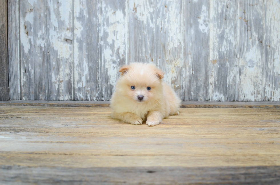 Popular Pomeranian Purebred Pup