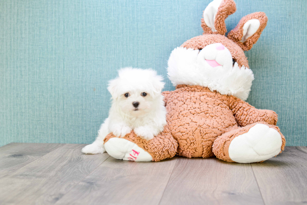 Friendly Maltese Purebred Pup