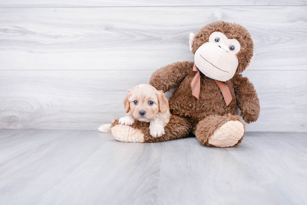 Cavachon Puppy for Adoption