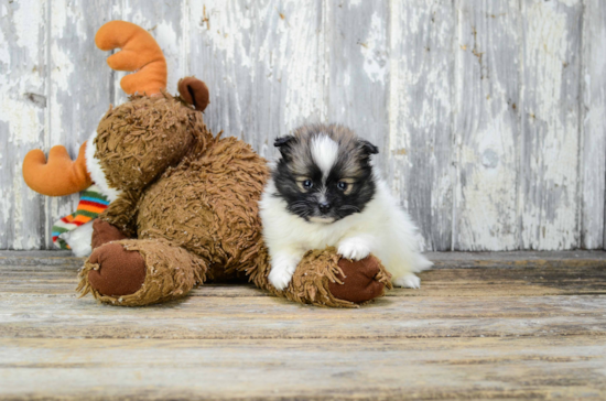 Popular Pomeranian Purebred Pup