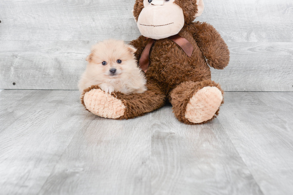 Playful Pomeranian Purebred Pup