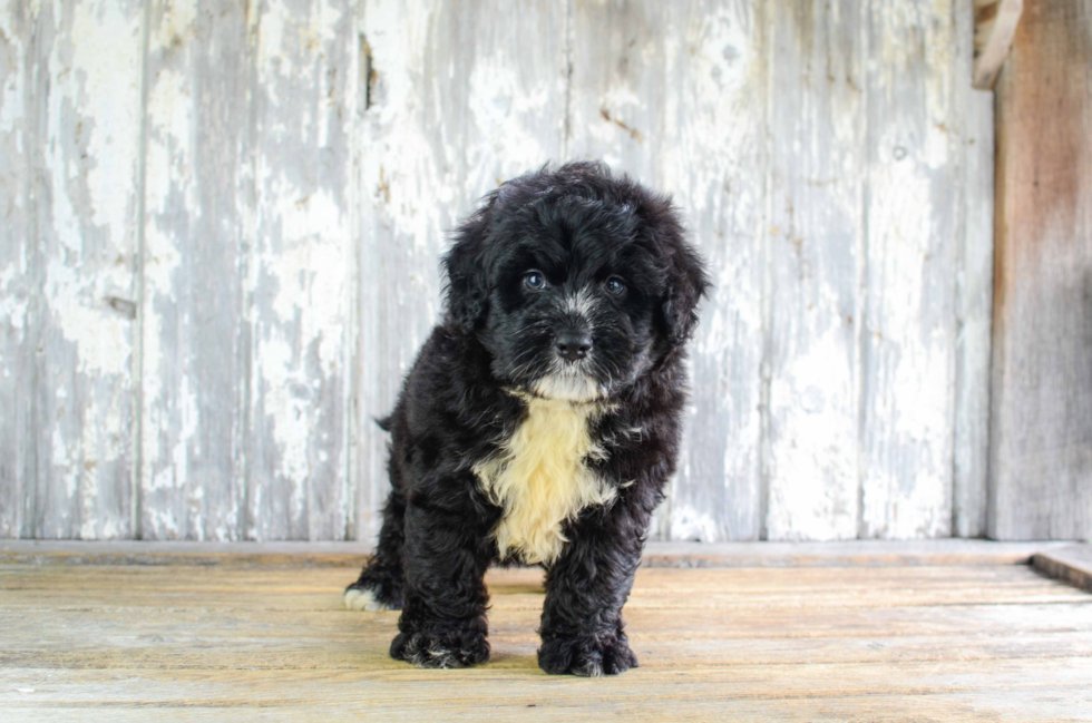 Mini Bernedoodle Puppy for Adoption