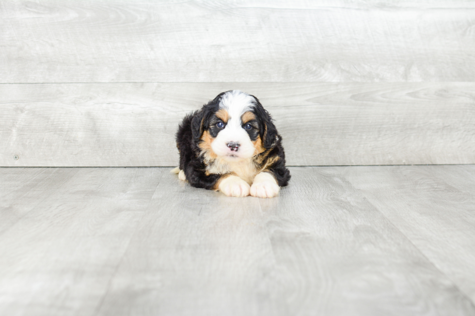 Mini Bernedoodle Puppy for Adoption