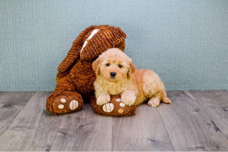 Playful Golden Retriever Poodle Mix Puppy