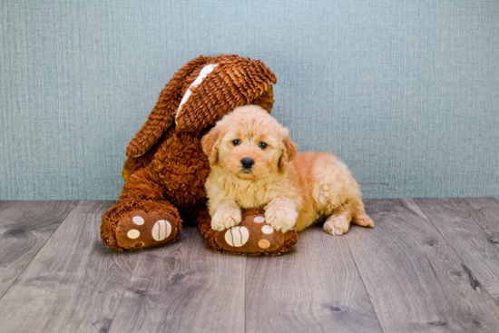 Playful Golden Retriever Poodle Mix Puppy