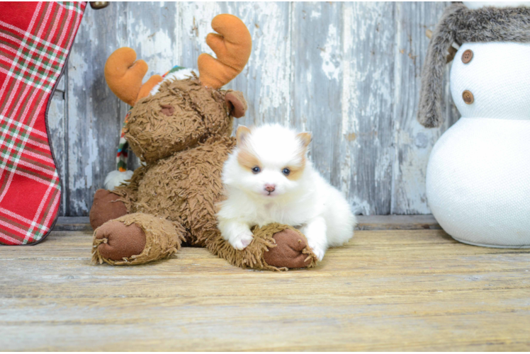 Fluffy Pomeranian Purebred Puppy