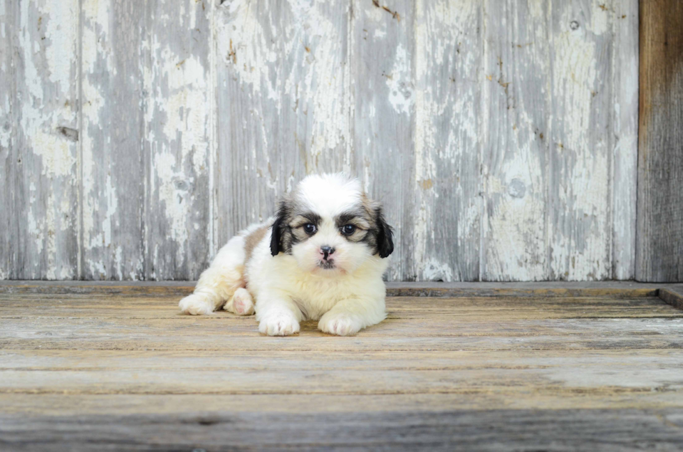 Smart Teddy Bear Designer Pup