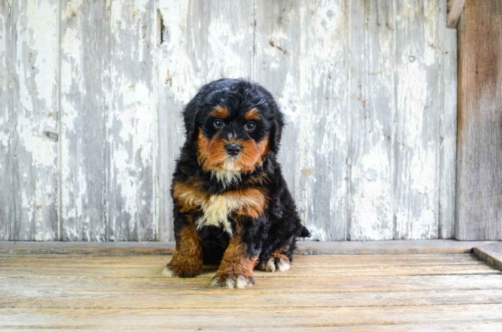 Little Mini Berniedoodle Poodle Mix Puppy