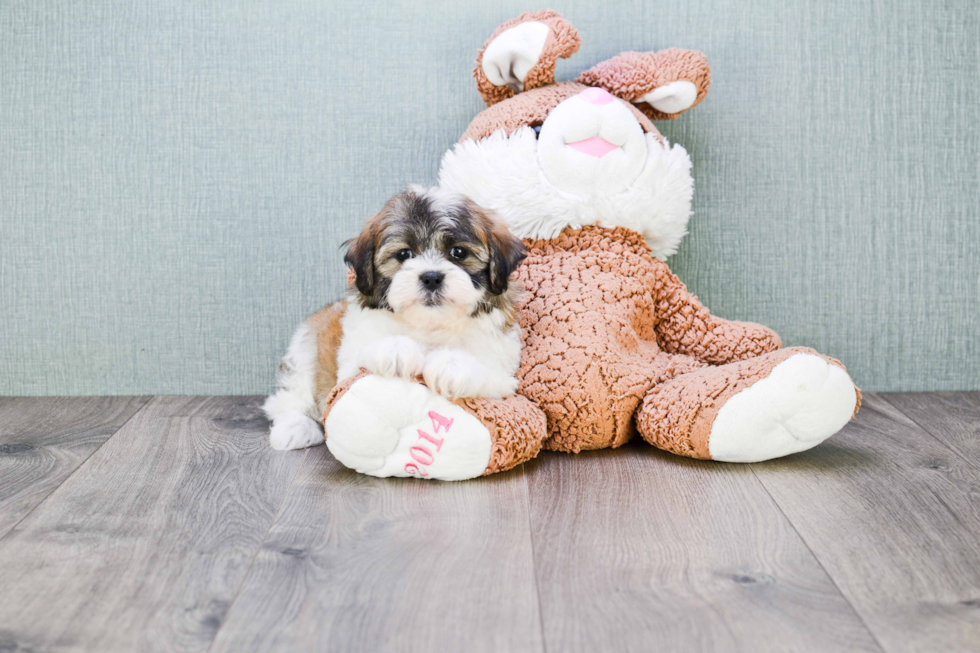 Fluffy Teddy Bear Designer Pup