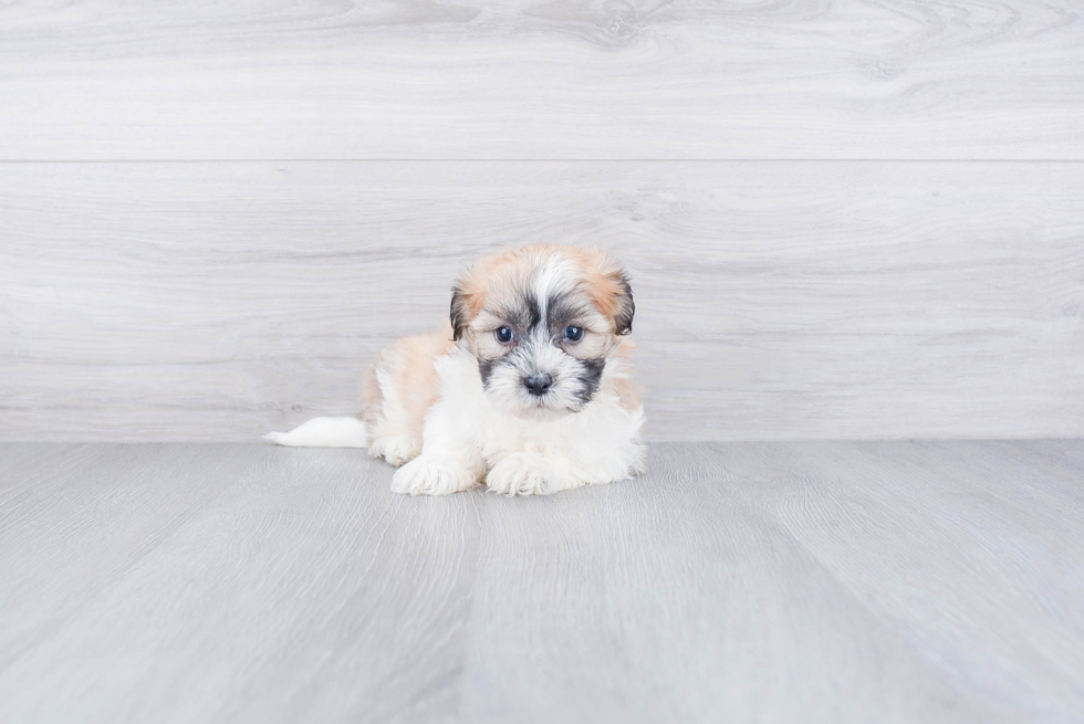 Energetic Maltepoo Poodle Mix Puppy