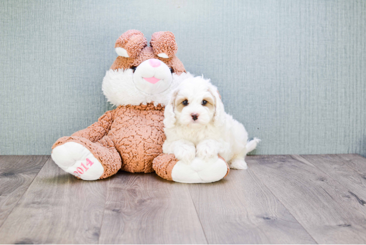 Friendly Cavapoo Baby