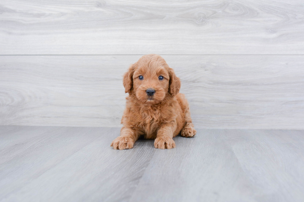 Small Mini Goldendoodle Baby