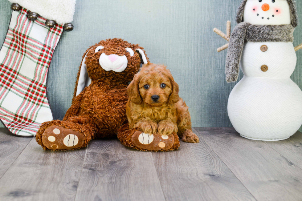 Cavapoo Pup Being Cute